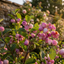 1 Large Plant - Symphoricarpos Magical Winterberry, Outdoor Garden Ready, 3L Pot