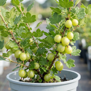 Green Gooseberry Bush Plant (5L Pot)
