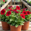 Set of 3 Large Plants - Petunia Easy Wave Red, Outdoor Garden Ready