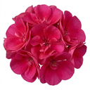 Geranium Calliope Deep Rose Plant (5L Pot)