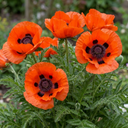 Papaver Orientale Brilliant Red Poppy Plants (Set of 3 or 6)