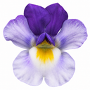 Nemesia Nuvo Blue Bicolour 180 Plant (2L Pot)