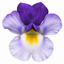 1 Large Plant - Nemesia Nuvo Blue Bicolour 180, Outdoor Garden Ready, 2L Pot
