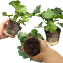 Geranium Toscana Anne Plants (Set of 3 or 6)
