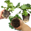 Set of 3 or 6 Large Plants - Geranium Toscana Anne, Ready to Plant in Your Garden