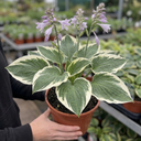 Hosta Patriot Plant (2L Pot)