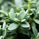 1 Large, Garden Ready Plant - Hebe Little Leaves Grey (Shrubby Veronica), 2L Pot