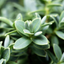 1 Large, Garden Ready Plant - Hebe Little Leaves Grey (Shrubby Veronica), 2L Pot