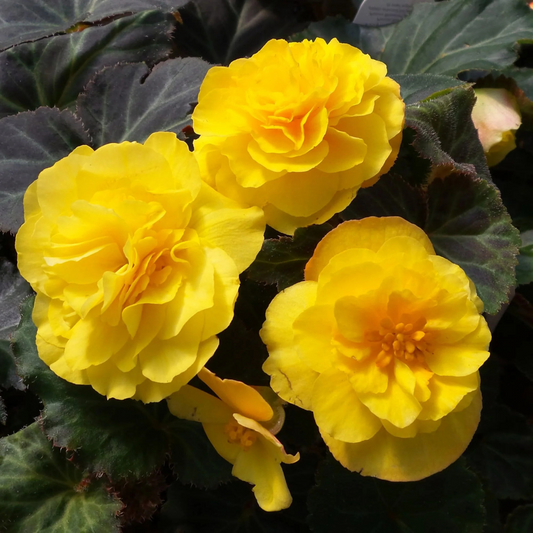 Three large double yellow begonia flowers against dark bronze-purple foliage