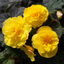 1 Large Plant - Begonia Mocca Yellow, Ready to Plant in Your Garden, 2L Pot