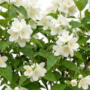 Philadelphus Virginal Mock Orange Plants
