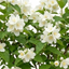 1 Philadelphus Virginal Mock Orange Plant, Fragrant White Flowering Shrub, 2L Root-Ball