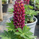 Lupin Masterpiece Plants
