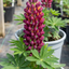 1 Lupin Masterpiece Plant, Hardy Perennial Summer Flowering Lupins for Borders, 3 Litre Root Ball