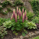 Lupin Manhattan Lights Plants