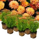 Chrysanthemum Orange Plants (Set of 3 or 6)