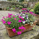 Aubrieta Florado Neon Pink Plants (Set of 3 or 6)