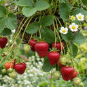 Strawberry Loran Variety Plants (Set of 3 or 6)