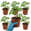 Set of 3 or 6 Honeycomb Tomato Plants, Live Tomato Seedlings, Outdoor Garden Ready, 1L Root Ball