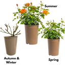 Orange Blooms Plant (3L Pot)
