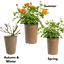 1 x  Large 3Ltr Potted Rose Bush – Orange Blooms, Ready to Plant in Your Garden