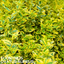 1 Large Plant - Euonymus Ovatus Aureus, Ready to Plant in Your Garden, 2L Pot