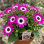 1 Large Bedding Plant - Senetti Pink Bicolour, Outdoor Garden Ready, 2L Pot