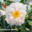 Camellia White
