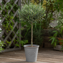3L Olive Tree Plant, 80-100cm, Mediterranean Nursery Pots