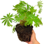1 Large Plant - Lupin Legendary Yellow Shades, Outdoor Garden Ready, 2L Rootball