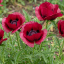 Papaver Orientale Beauty of Livermere Plants (Set of 3 or 6)