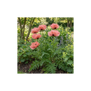 Papaver Orientale Waltzing Mathilde Plant (3L Pot)