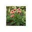 1 Papaver Orientale Waltzing Mathilde, Summer Flowering Hardy Perennial Poppy Plant, 3 Litre Root Ball