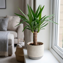 Yucca Elephantipes Spineless Yucca Plants