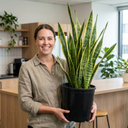 Sansevieria Superba Snake Plants
