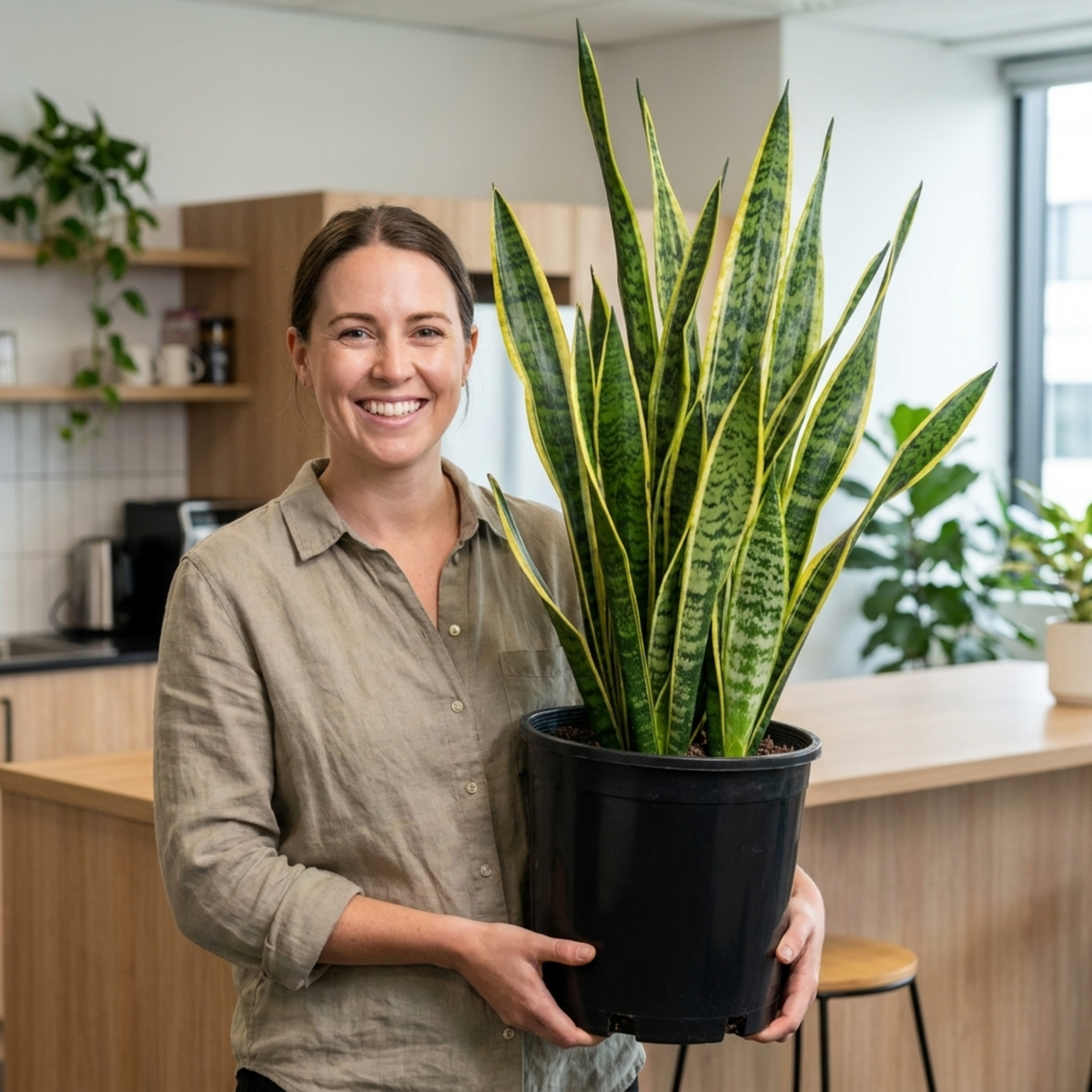 Snake Plant (Sansevieria trifasciata 'Superba') – Architectural Houseplant (5L Pot)