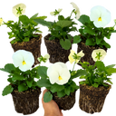 Pansy Delta Pro Clear White Plants (Set of 3 or 6)