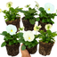 Set of 3 or 6 Large Plants - Pansy Delta Pro Clear White, Ready to Plant in Your Garden