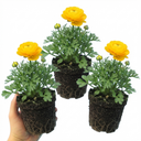 Set of 3 or 6 Large, Outdoor Garden Ready Plants - Rannunculus Vortex Golden Yellow