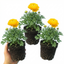 Set of 3 or 6 Large, Outdoor Garden Ready Plants - Rannunculus Vortex Golden Yellow