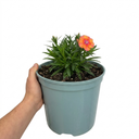Dianthus Tequila Sunrise Plants