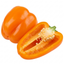 1 Large Plant - Grow Your Own Sweet Pepper Snack Orange, Outdoor Garden Ready