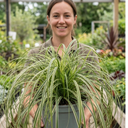 Carex Feather Falls Plant (5L Pot)