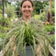 1 Large Plant - Carex Feather Falls, Ready to Plant in Your Garden, 5L Pot
