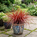 Uncinia Everflame Plant (2L Pot)