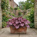 Heuchera Wild Rose Coral Bells Plant (2L Pot)