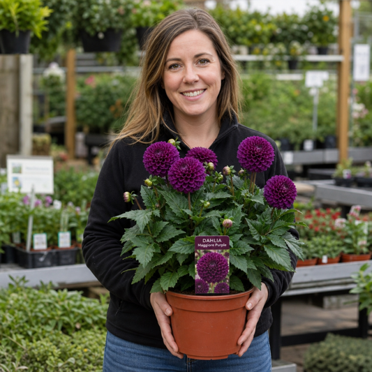 Dahlia 'Maggiore Purple' – Summer Flowering Perennial (3L Pot)