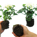 Geranium Toscana Erika Plants (Set of 3 or 6)