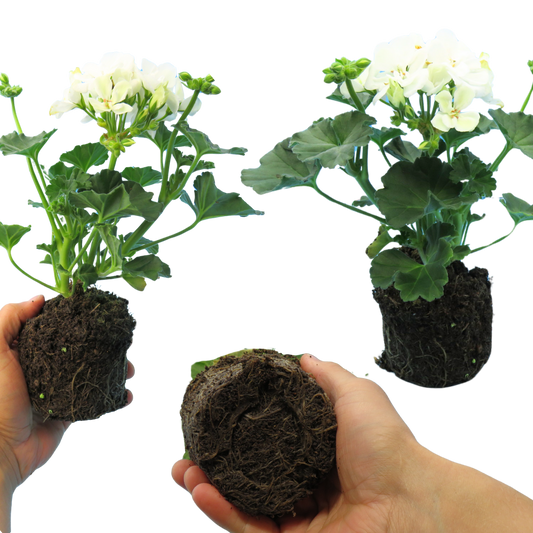 Geranium Toscana Erika (Pelargonium) – Upright Zonal Bedding (Set of 3 or 6)