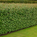 Elaeagnus ‘Crispy’ Plant